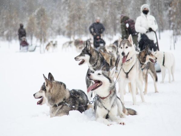 Huskysafari (Ruka – Posio)