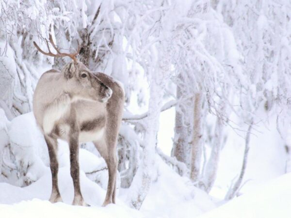 Ontmoet de Rendieren