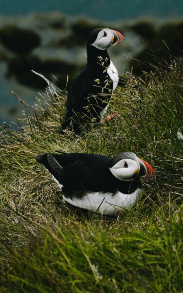 Zomeractiviteiten IJsland