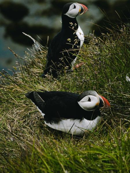 Egilsstaðir- Seyðisfjörður (zomer)