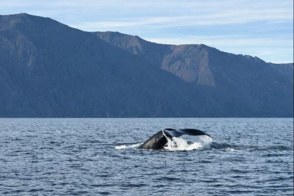 Ontmoet de Walvissen (Reykjavik)